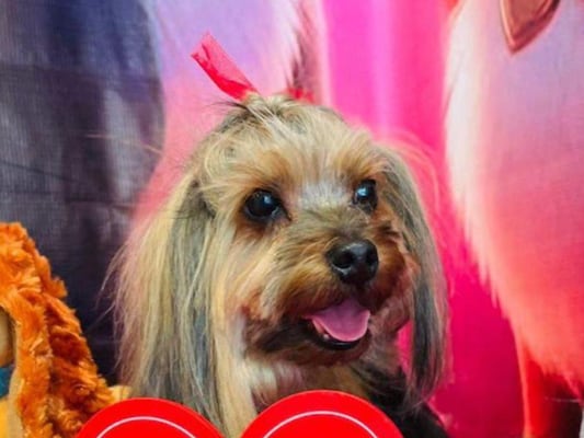 Buscan a la perrita Mía, vista por última vez frente a Plaza del Parque