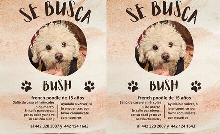 Buscan al perrito Bush en Querétaro; se perdió en la calle Panaderos