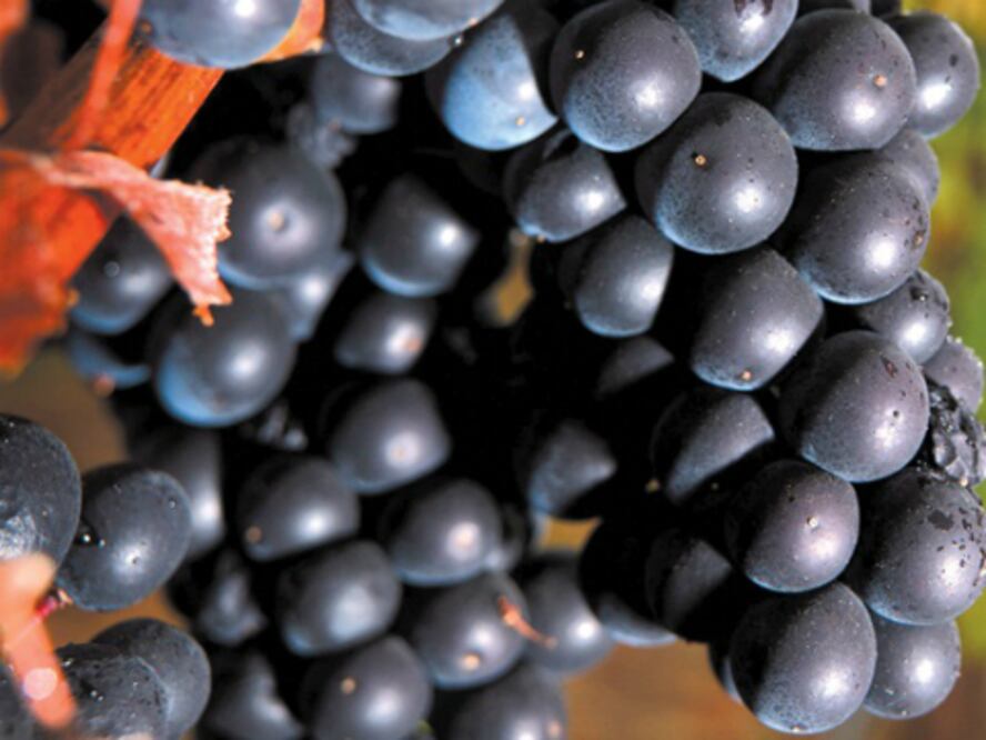 Qué hay detrás de la vid