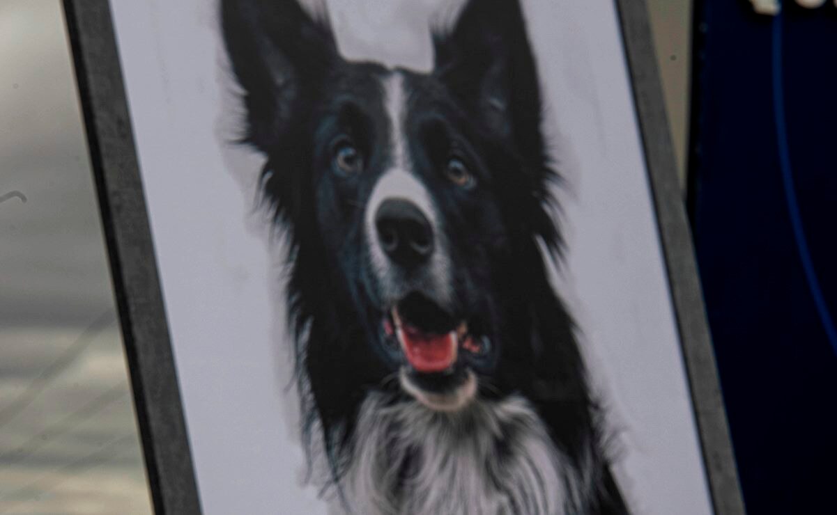 Dejan en libertad al sujeto que mató a Athos y a Tango, los perros rescatistas de Querétaro