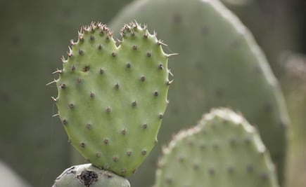 Nopal ayudaría en tratamiento de enfermedades óseas
