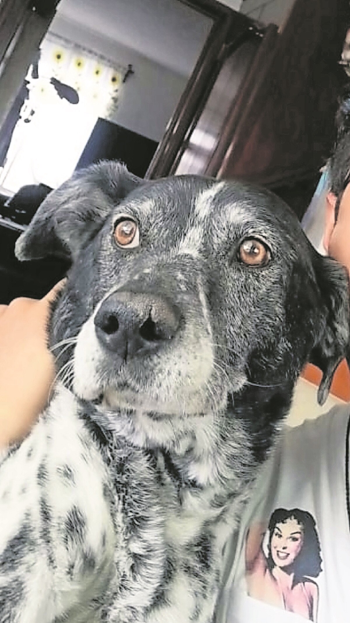 Cuento. Auxiliar de PerroBot