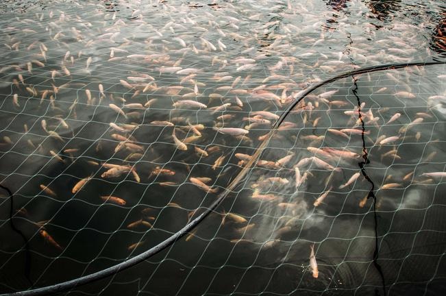 Invierten 18.8 millones en sector agrícola de Santa Rosa Jáuregui