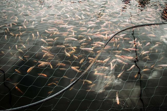 Los recursos forman parte de los programas de concurrencia, recurso municipalizado y seguro alimentario para el desarrollo rural