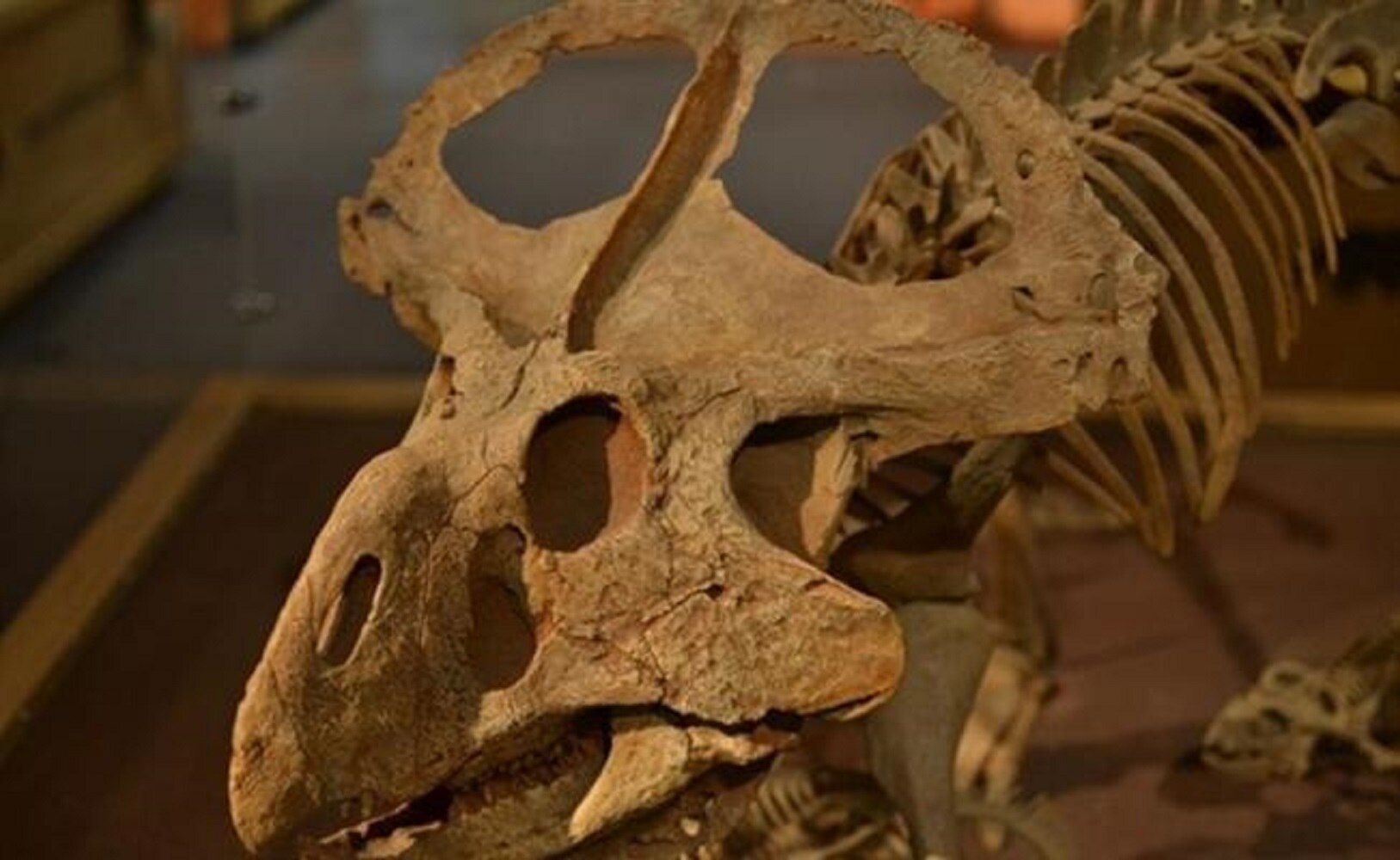 Los cuernos en dinosaurios evolucionaron para buscar pareja