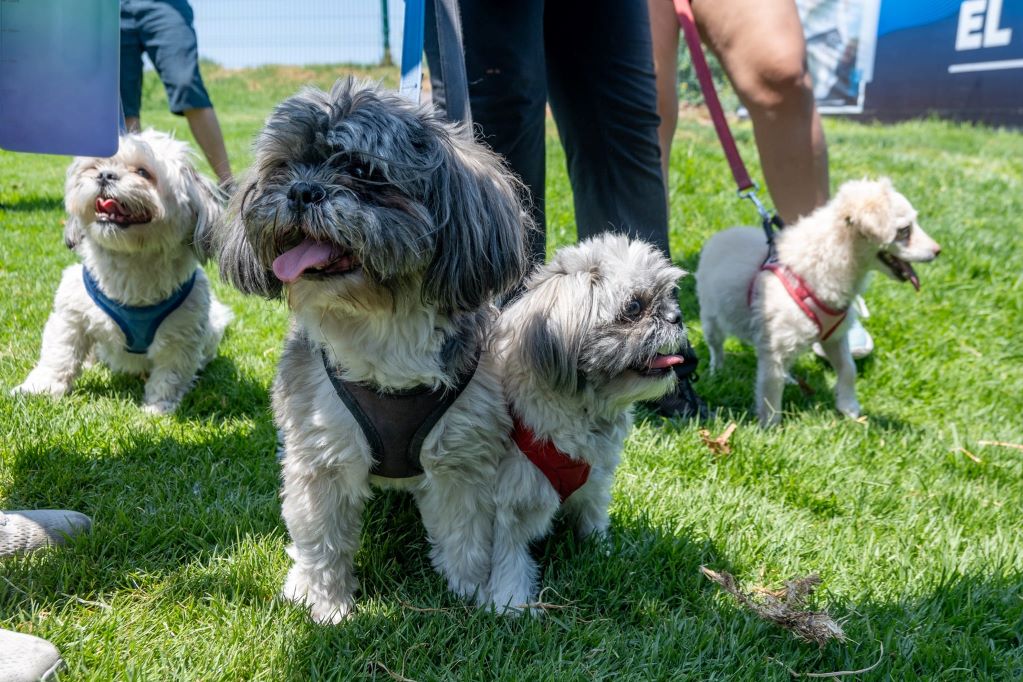 Emite Bienestar Animal recomendaciones para proteger a mascotas ante altas temperaturas
