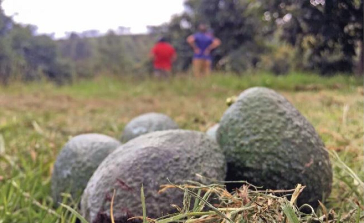 Aguacateros de Michoacán inician paro