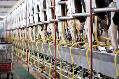 Existe poca restricción en el sector lechero