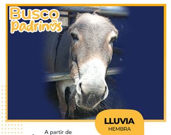 Buscan padrinos para Lluvia, una burra rescatada en Querétaro