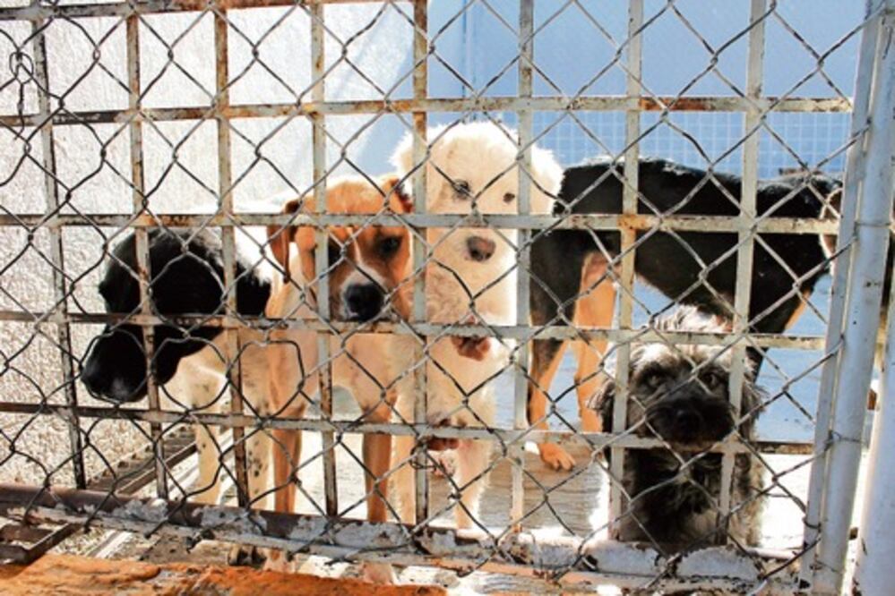 Aprueban ley contra maltrato a animales