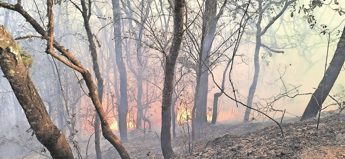 Denuncian tala clandestina para elaborar carbón