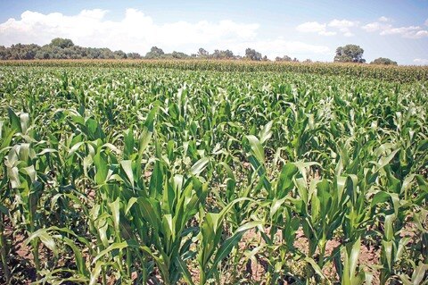 Buscan ahorro en los cultivos