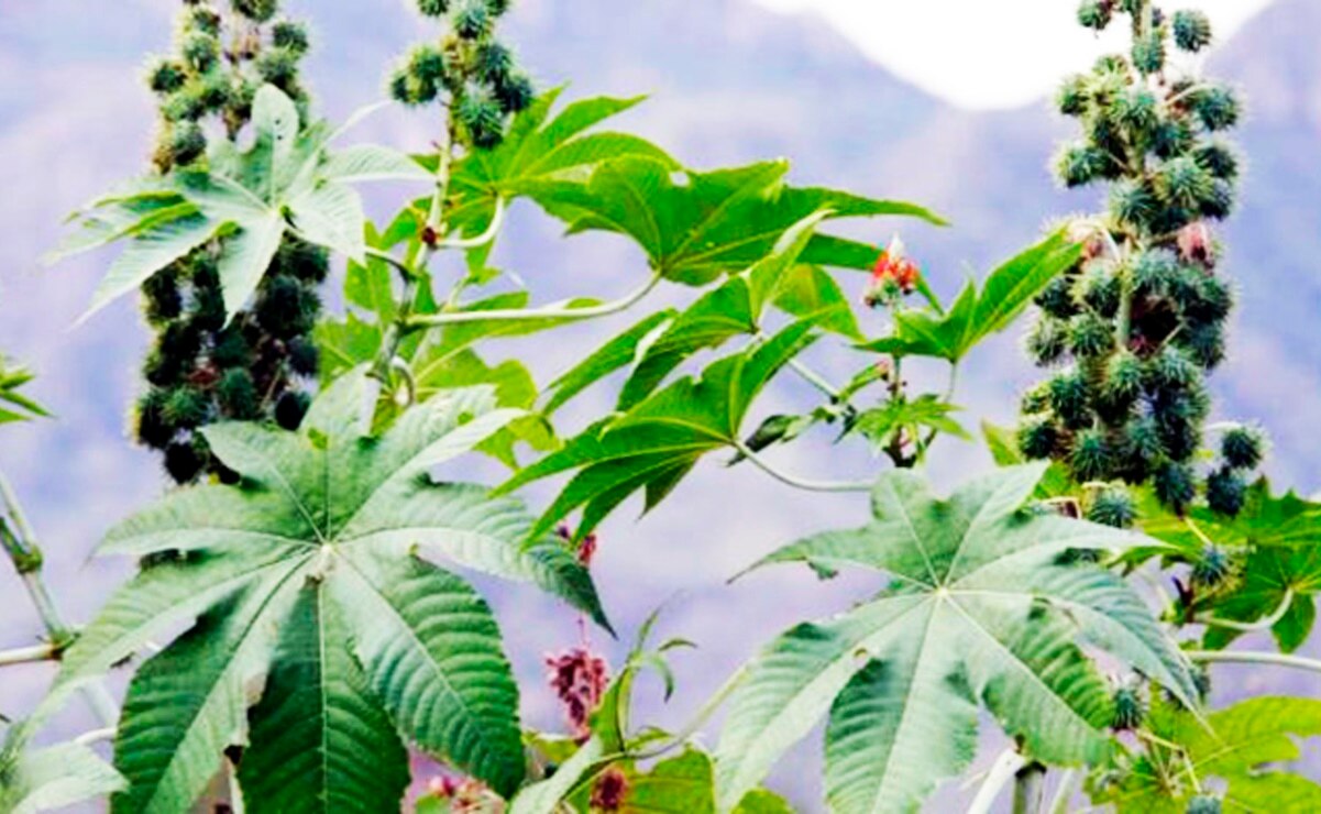 Descubre los secretos de las plantas medicinales más populares de Querétaro. Foto: Gobierno de México.