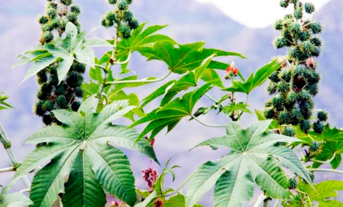 Plantas Medicinales De Queretaro Y Para Que Sirven