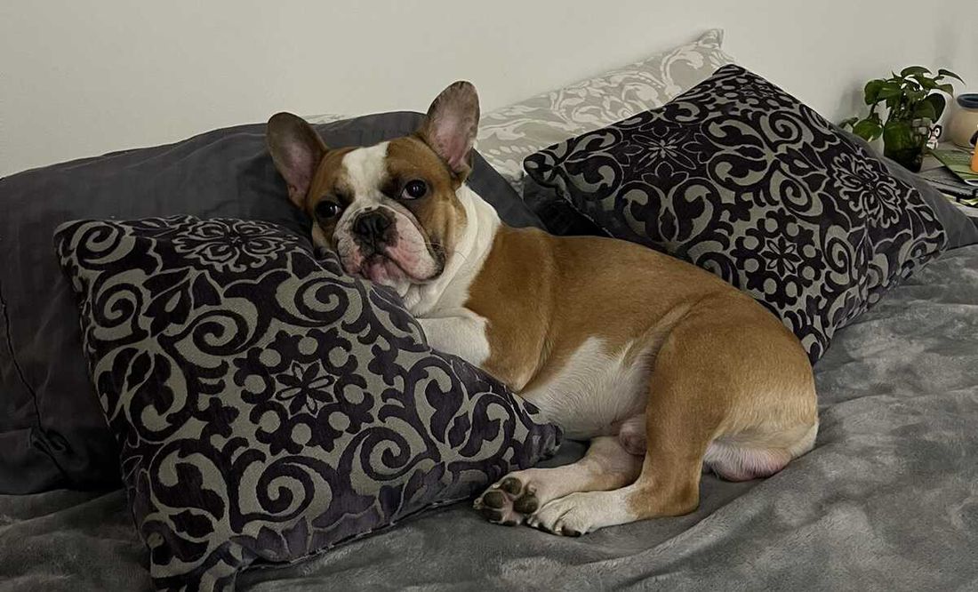 Roban bulldog francés de la activista Majo Martínez en la autopista México-Querétaro