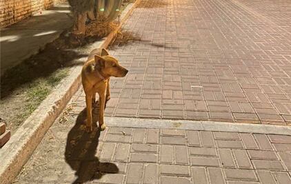 Video. Roban el collar de Mona, una perrita comunitaria de Tequisquiapan