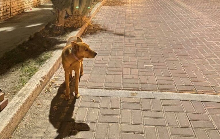 Video. Roban el collar de Mona, una perrita comunitaria de Tequisquiapan