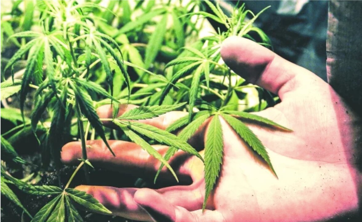 Solicitan al IMPI los derechos sobre nombre y logo de la marihuana