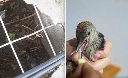 Hallan a pájaro carpintero en una coladera de Querétaro