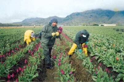 Crece 12%  empleo de queretanos en Canadá