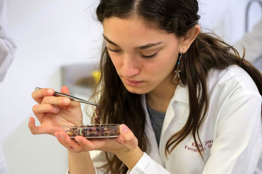 UAQ y UNAM desarrollan investigación sobre el consumo de insectos en el Bajío