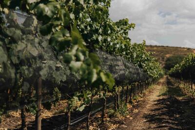 Menos de una tercera parte de los viñedos en Querétaro se encuentran en regla