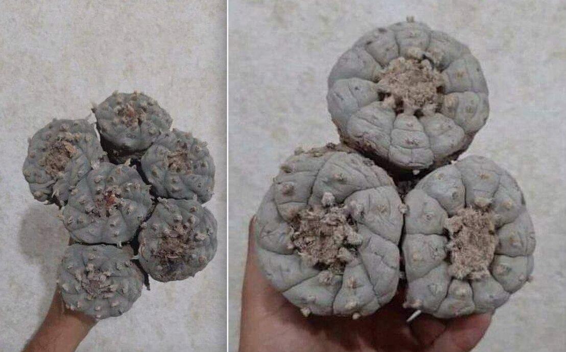 Alertan por la venta de peyote en Querétaro; lo ofertan en redes sociales