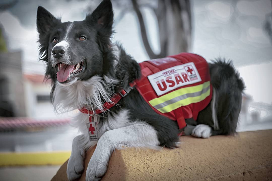Presentan en Querétaro la Ley #Athos; busca incrementar el castigo contra el maltrato animal