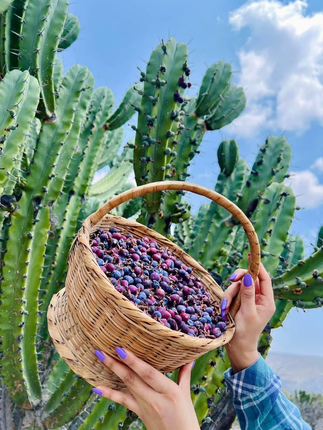 Foto: Facebook Lobo Verde.