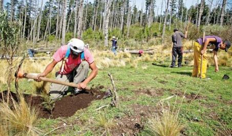 Anuncian reforestación en 10 zonas de San Juan