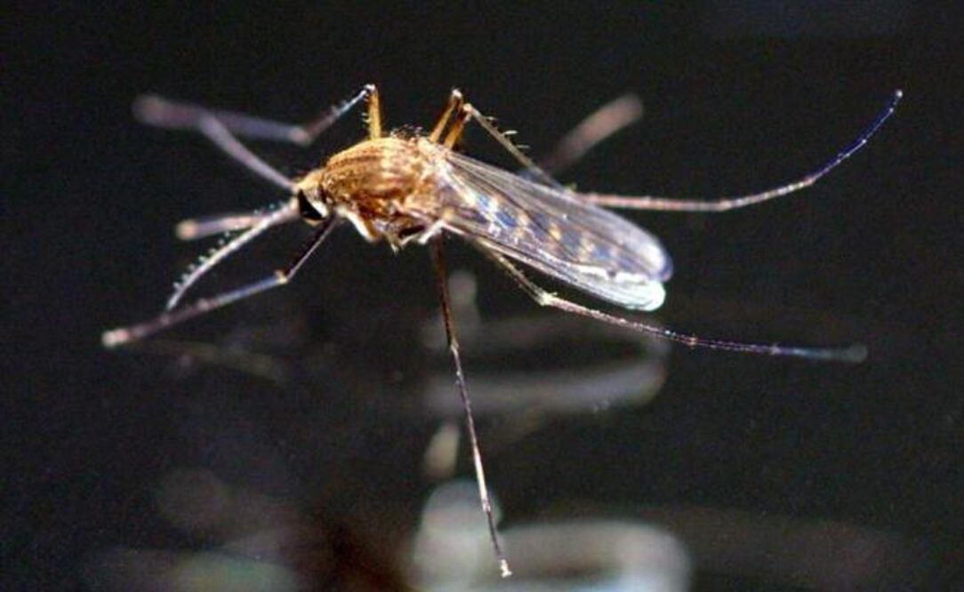 Repunta el dengue y chikungunya: Salud