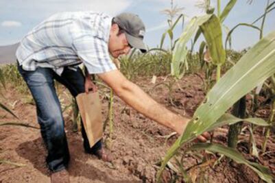 Racionalizarán agua en el campo