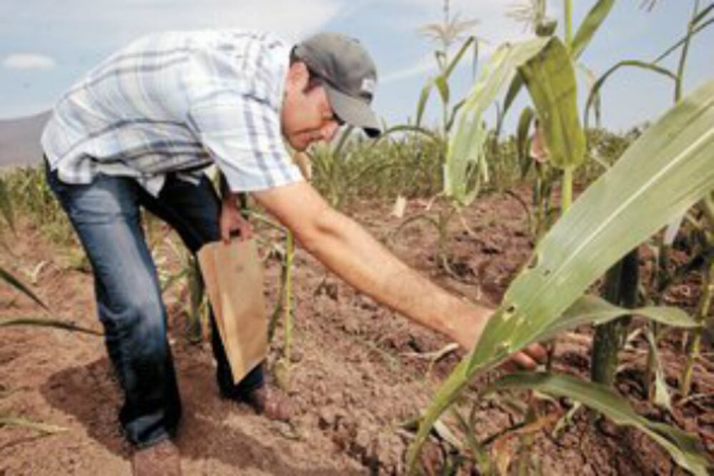 Racionalizarán agua en el campo