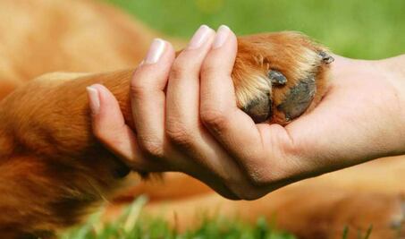 Apoyan propuesta de Ley de Protección Animal