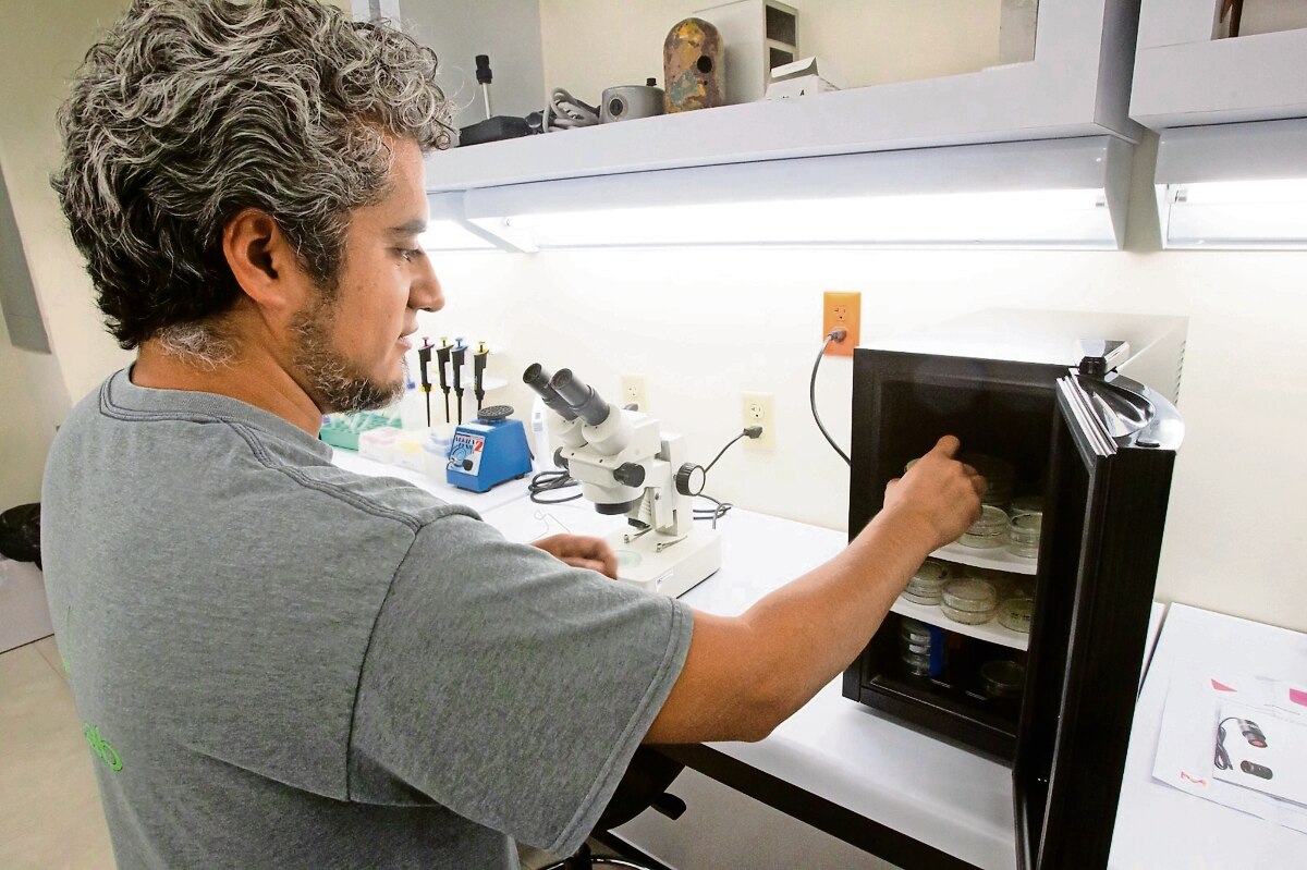 analizan males neuronales con gusanos