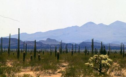 Los o´odham, el pueblo que camina por el desierto para obtener la sal