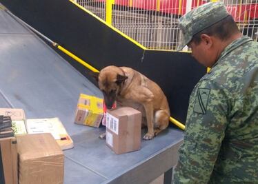 Hallan mariguana en el AIQ