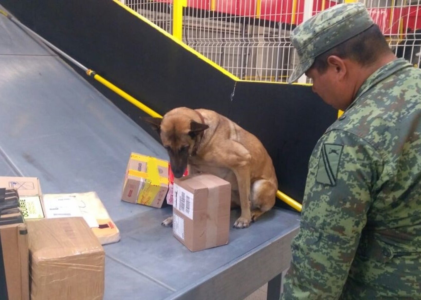 Hallan mariguana en el AIQ