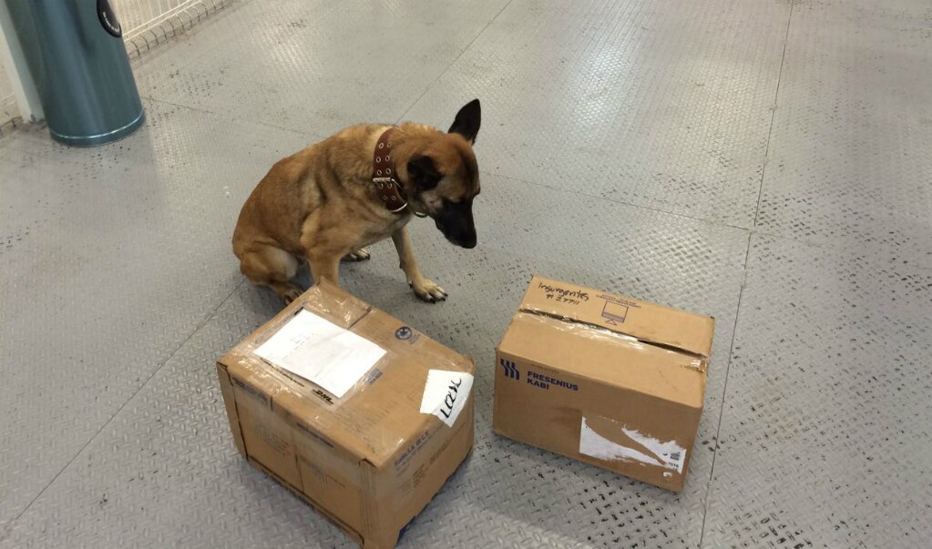 Aseguran droga en el Aeropuerto de Querétaro