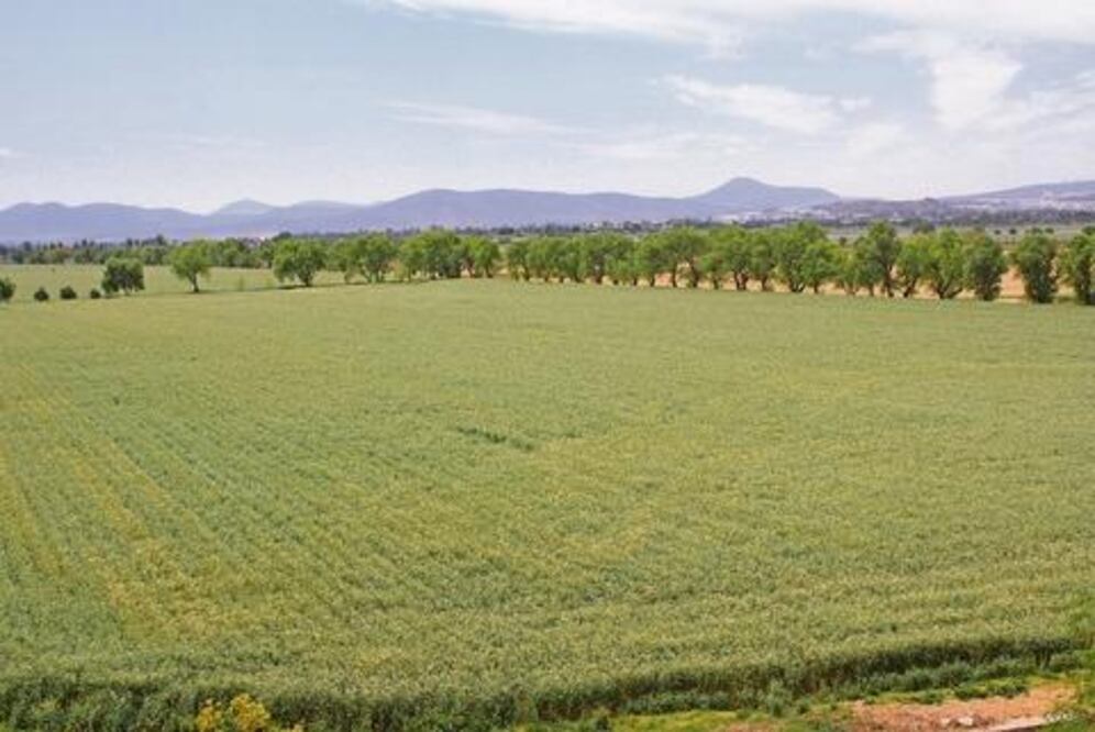 Tecnificación de riego alcanza 92%