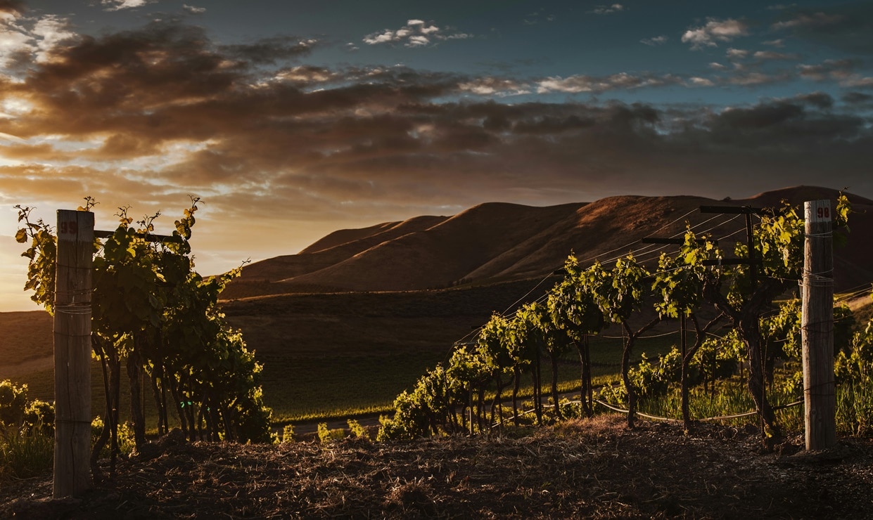 ¿Cuál es el vino más delicioso de Querétaro, según la Inteligencia Artificial?