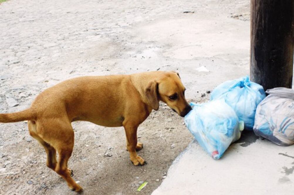 Atención a 700 animales callejeros