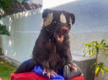 Rescatan a zorrillito; paseaba por el patio de una casa en Zibatá