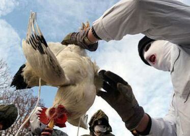 Ya suman 12 granjas con brote de AH7N3