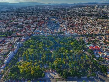 Muérdago afecta a siete de cada diez árboles de la Alameda Hidalgo