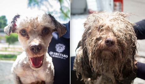 Perrita ya está lista para ser adoptada, tras ser rescatada de un dren en Querétaro