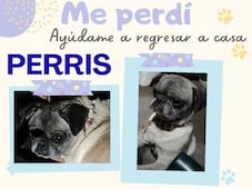 Buscan a la perrita pug "Perris" en Querétaro; necesita cuidados especiales
