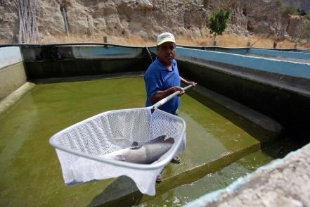 Acuicultura: un negocio sustentable que crece