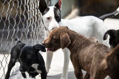 Control Animal en SJR no tiene una partida presupuestal