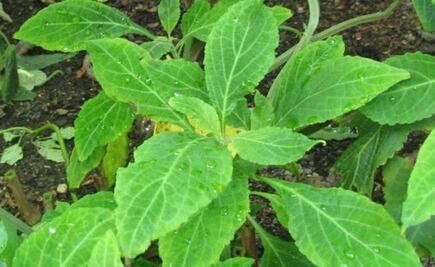 Investigan en Sonora uso de salvia para tratar el cáncer